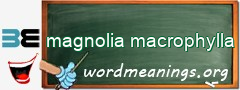 WordMeaning blackboard for magnolia macrophylla
